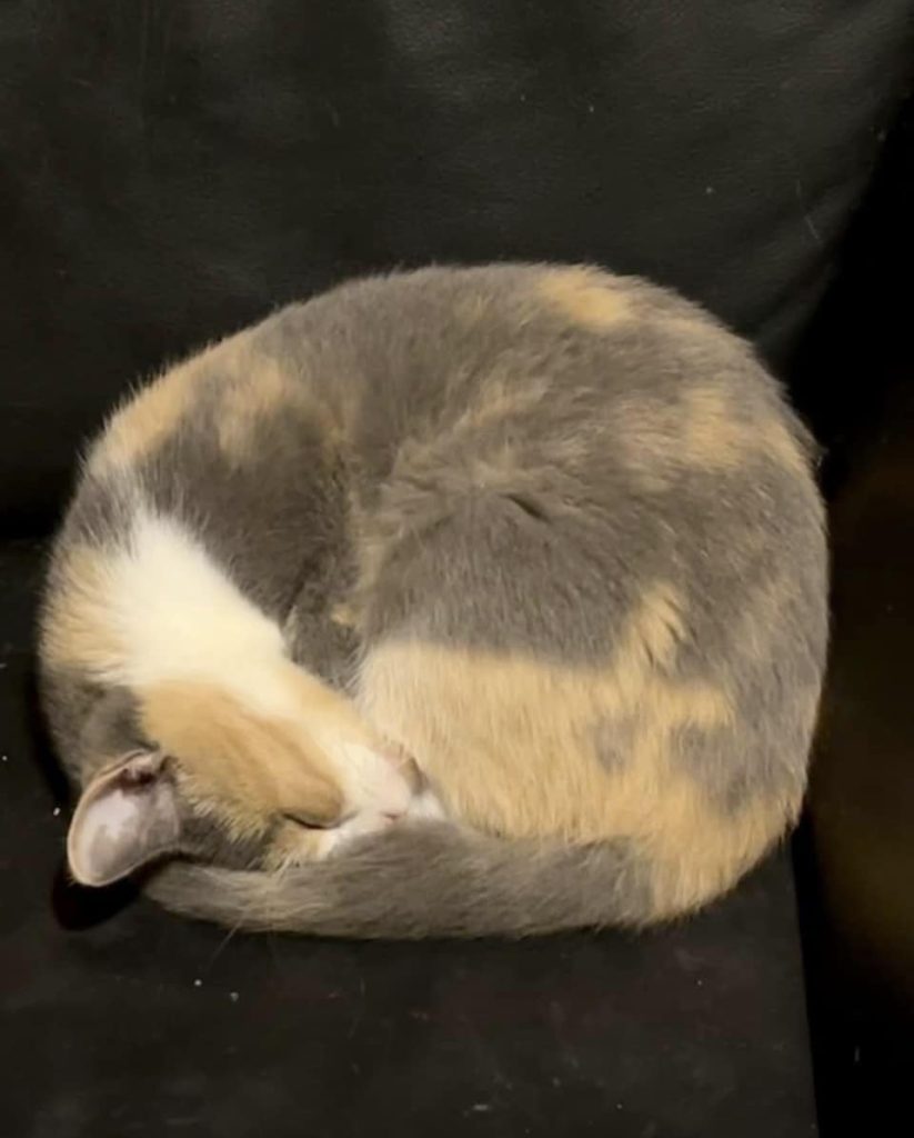 481052367_122204262500212957_4202186662915578227_n